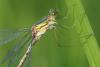 Lestes sponsa